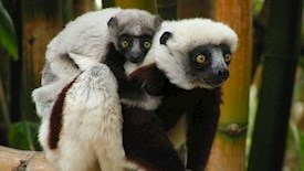 Odkryj Północny Madagaskar