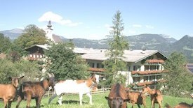 Haflingerhof