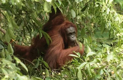 Brunei Borneo (Malajsie) Filipíny- 17 Dní