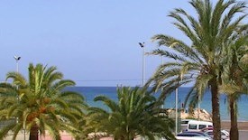 Albahia Alicante