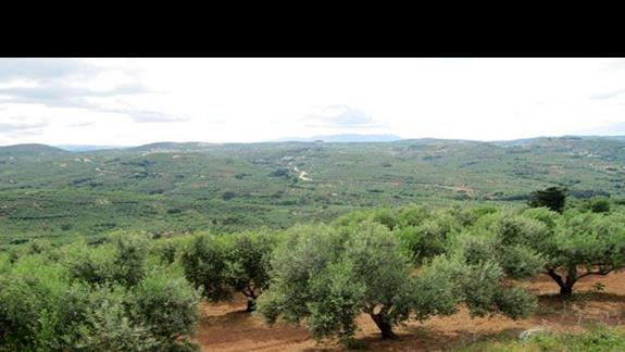 Wszechobecne gaje oliwne