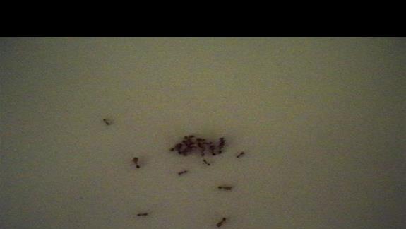 mrówki w pokoju