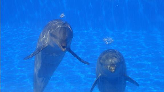 pokaz delfinów