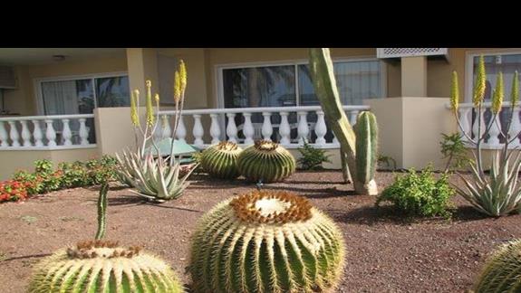 Okazy kaktusów pod naszymi oknami.