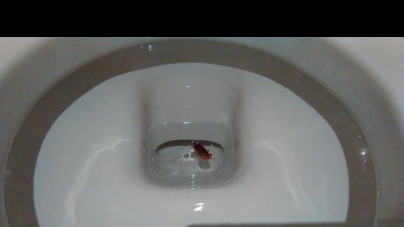 robak w wc w lobby