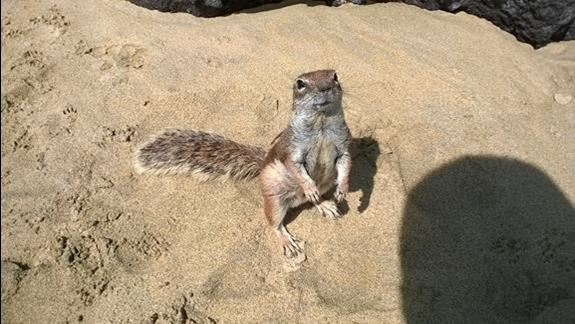 Wiewiórka na plazy w Costa Calma