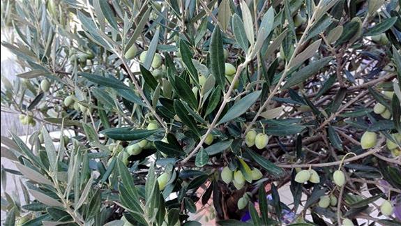 Drzewka oliwne